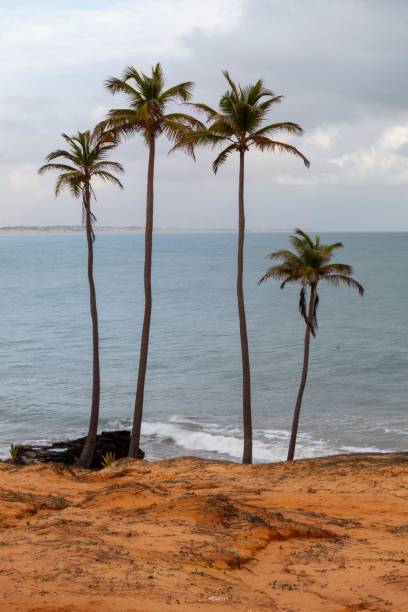 istock Palm trees in portrait photo 2191281969
