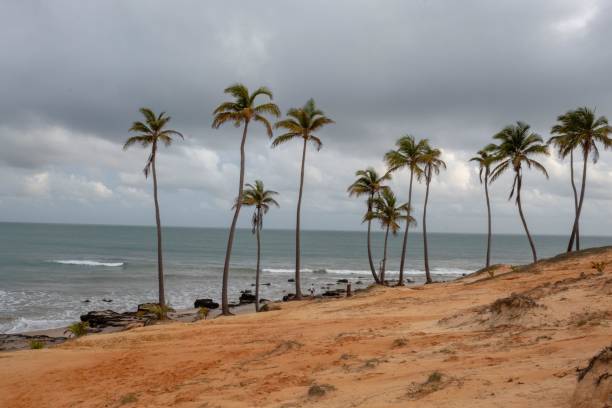 istock Palm trees in front of the sea 2191281978