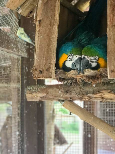 istock Couple of Blue-and-yellow Macaws 2191282010
