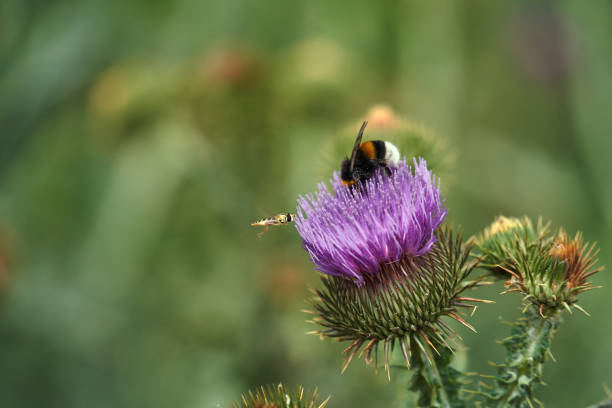a bittern collecting nectar on a purple flower a thistle fluffed up in summer, Poland