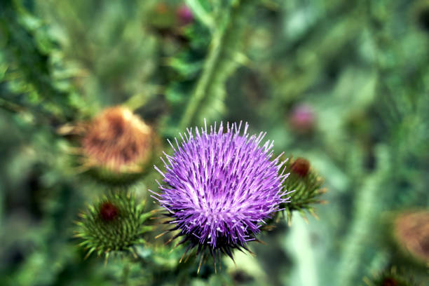 thistle bush with spikes and purple flower in summer, Poland