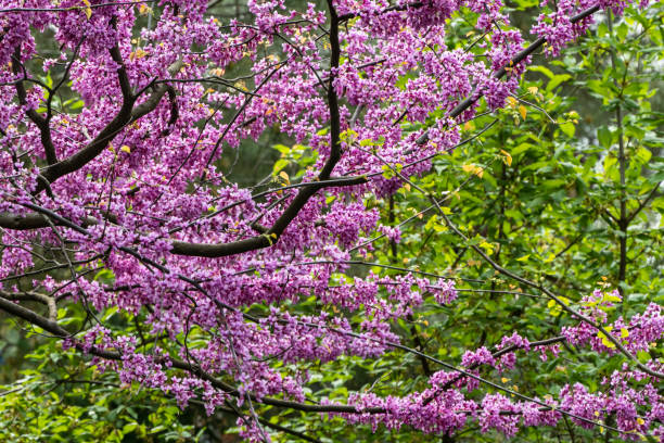 istock Eastern Redbud, or Eastern Redbud Cercis canadensis purple spring blossom in sunny day. Close-up of Judas tree pink flowers. Selective focus. Nature concept for design. Place for your text 2191285676