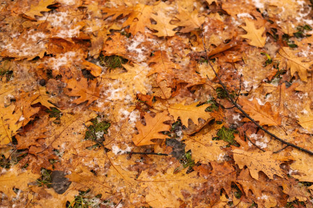 istock Wet yellow leaves on the ground 2191286510