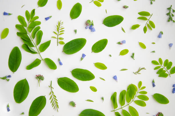 istock Background composition with green acacia leaves and small flowers and buds. 2191287859