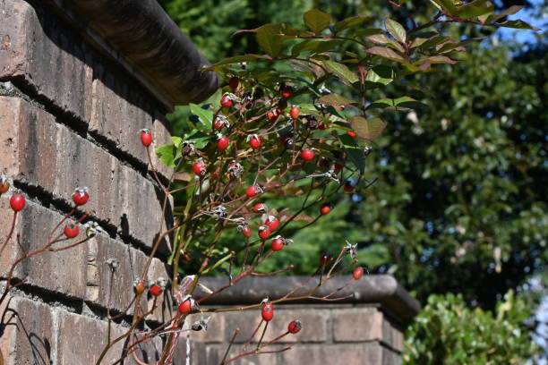 istock Rose hips are the fruit of the rose. 2191287913