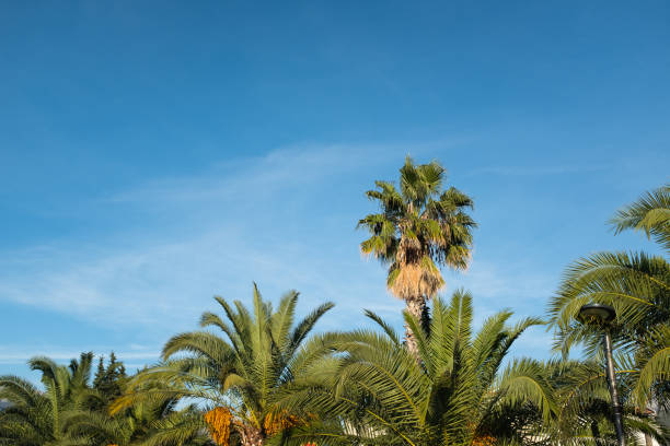 istock Tall Palm Trees Against a Bright Blue Sky with White Clouds. This photo captures the essence of a sunny day in a lush outdoor setting, perfect for themes of nature, relaxation, and tropical vibes 2191288262