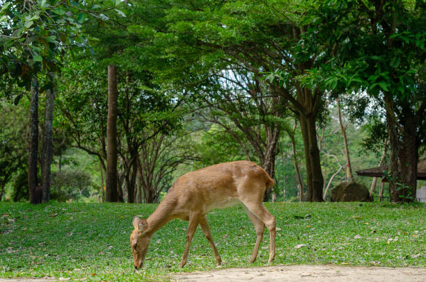 The image depicts a graceful deer delicately grazing in a lush, green landscape. Surrounded by vibrant foliage and gently swaying trees, the deer appears tranquil and at home in its natural environment. The soft light filtering through the leaves casts a serene glow, highlighting the deer's gentle features and the rich textures of the grass.