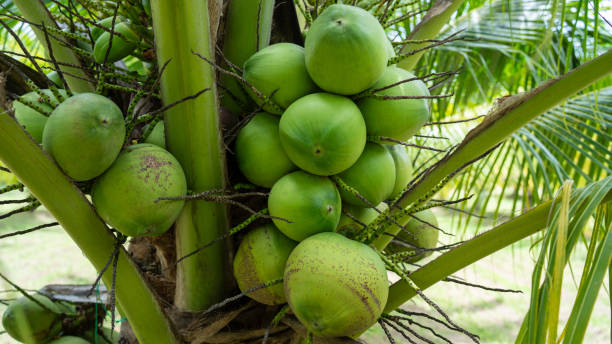 istock Coconut Tree at Coconut Farm. Coconut juice fruit coconut tree for background. 2191289502