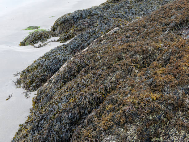 istock Many brown algae grow on the surface of the coastal rock. 2191291051