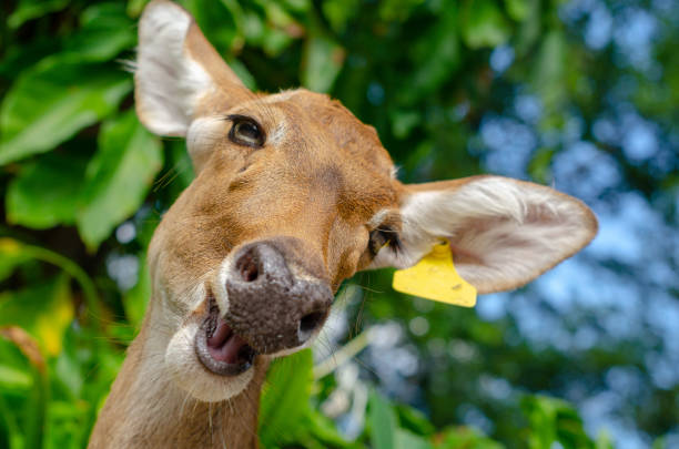 The deer is light brown with darker brown accents on its face and muzzle. Its eyes are dark and prominent. A small, light yellow tag is visible on one of its ears. The deer's fur appears smooth and its nose has a slightly dark, wet-looking texture. The background is out of focus but shows a lush green environment with foliage, leaves, and plants in various shades of green, indicating a natural setting. The background highlights a blurred natural backdrop, suggesting an outdoor environment.
