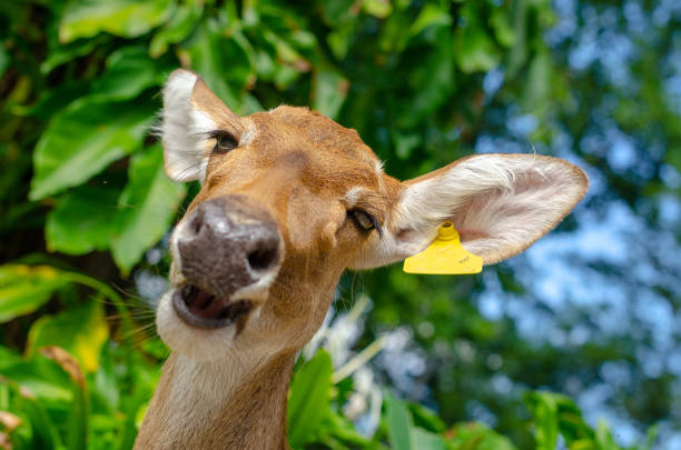 The deer is light brown with darker brown accents on its face and muzzle. Its eyes are dark and prominent. A small, light yellow tag is visible on one of its ears. The deer's fur appears smooth and its nose has a slightly dark, wet-looking texture. The background is out of focus but shows a lush green environment with foliage, leaves, and plants in various shades of green, indicating a natural setting. The background highlights a blurred natural backdrop, suggesting an outdoor environment.
