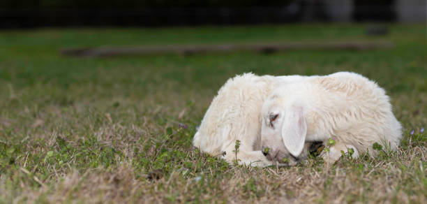 istock Copy space to the left of a sleeping lamb 2191291894