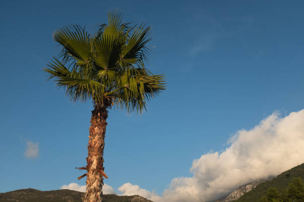 A tall palm tree stands majestically against a backdrop of a bright blue sky, with distant hills and light clouds adding depth to the composition. High quality photography