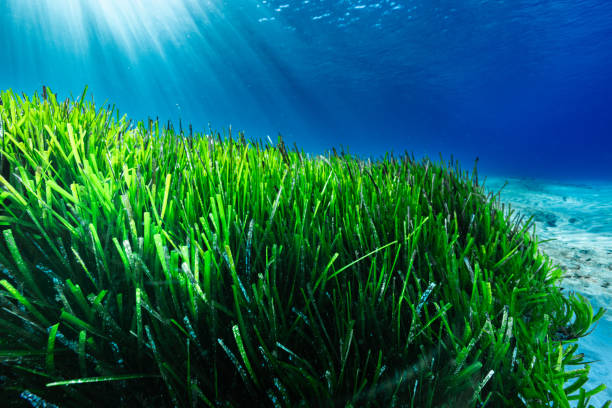 istock A seagrass meadow under the Mediterranean sun 2191294331