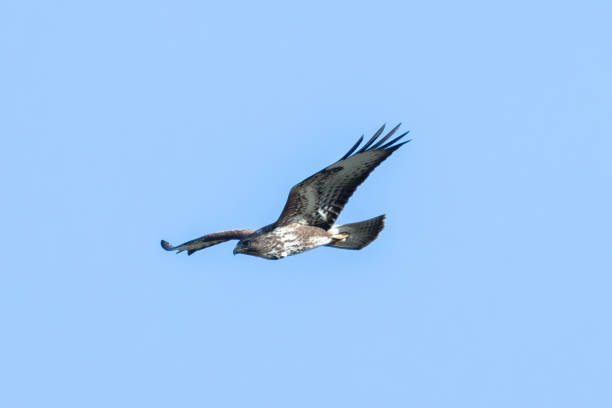 istock Common Buzzard (Buteo buteo), spotted over Baldoyle Racecourse, Dublin; common in Europe 2191295206