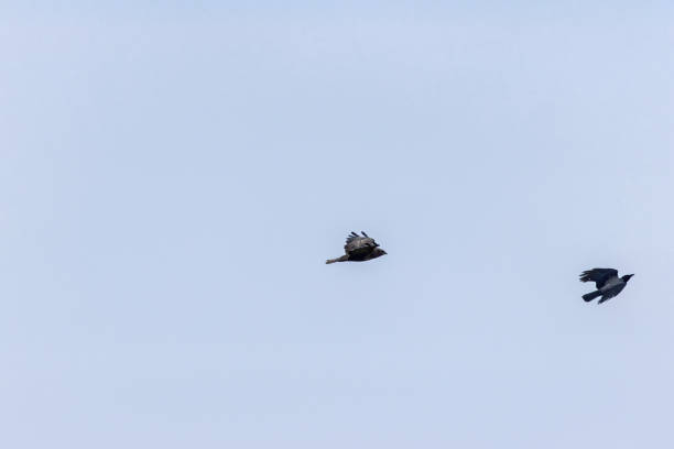 A Common Buzzard (Buteo buteo), a bird of prey that eats small mammals, seen over Baldoyle, Dublin.