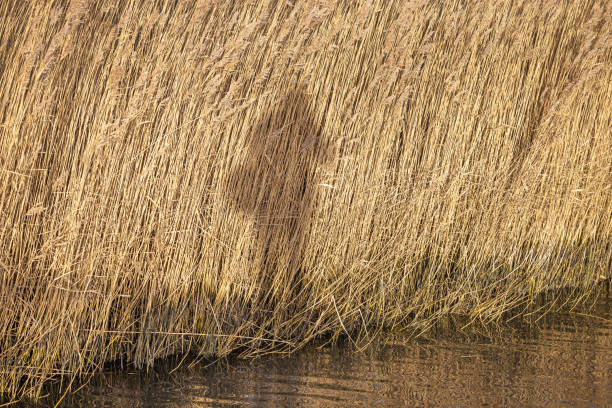 The photographers shadow seen on a dense row of common reeds on a December day with clear and low winter sun light on the south coast of Amager close to the Danish capital