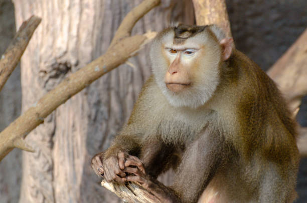 The monkey is a light brownish-gray color, with a slightly darker patch on its back. Its fur appears smooth and dense. Its face is a slightly lighter shade of brown, and its eyes are dark. A small, slightly lighter-colored patch is on the top of its head. The monkey's hands and feet are visible, gripping the branch. The tree branch is light brownish-gray, with visible texture and some light gray or white markings on the bark.