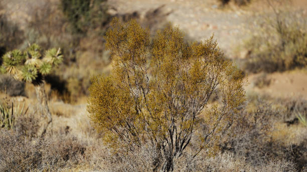 istock Plants, Joshua trees and Mountains in Red Rock Canyon 2191303701