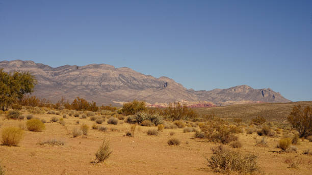 istock Plants, Joshua trees and Mountains in Red Rock Canyon 2191303726