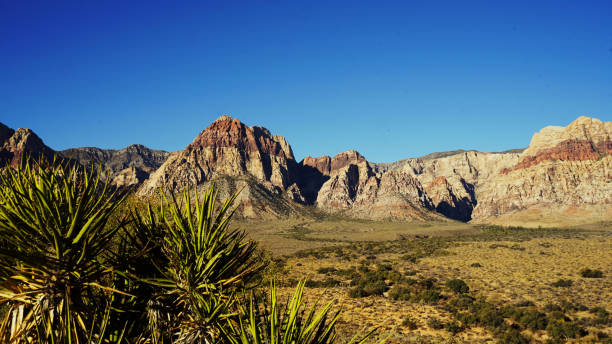 istock Plants, Joshua trees and Mountains in Red Rock Canyon 2191303928