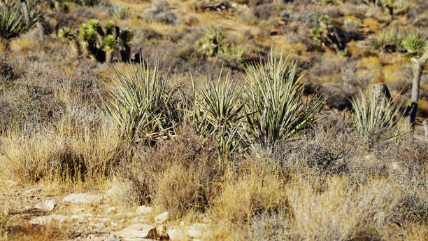 Pictures taken in Red Rock Canyon from Joshua Tees, Plants, Mountains and Beautyful Blue Sky in Nevada
