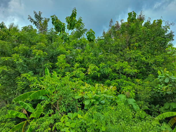 istock Green Leaves In Forest With Blue Sky. 2191305318