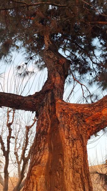 istock View of an old pine tree at sunset 2191305592