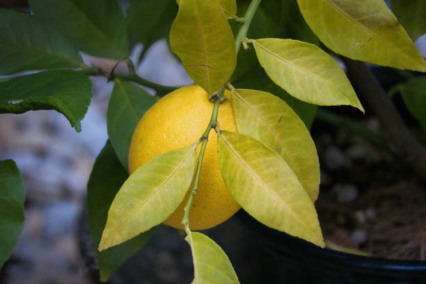 Fingered citron
