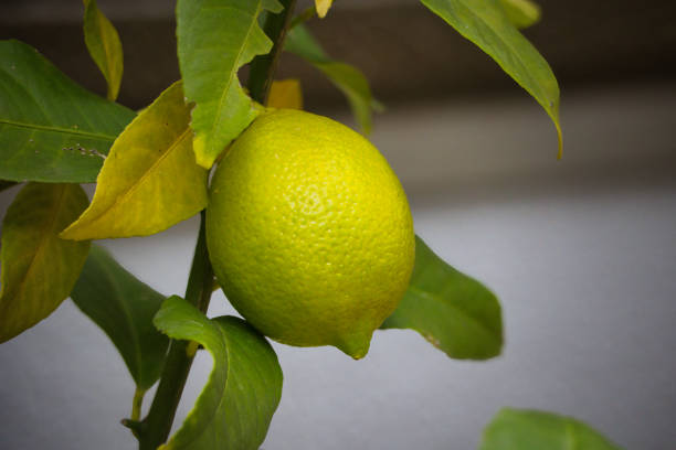 Yellow ripe lemons on the tree
