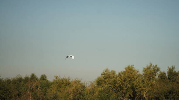 istock Flying Ducks and different species of birds in Park 2191306854
