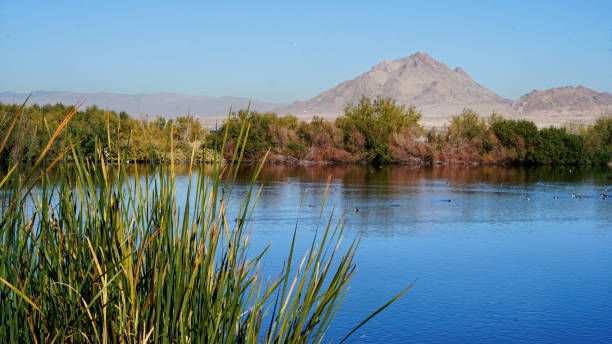 istock Flying Ducks and different species of birds in Park 2191306984