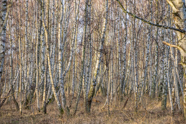 bark of birch in the cracks texture