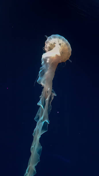 istock Ethereal Jellyfish in the Deep Blue 2191307235