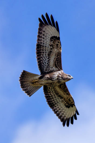 istock Common Buzzard (Buteo buteo), spotted over Baldoyle Racecourse, Dublin; common in Europe 2191307328