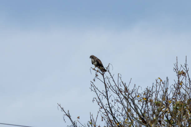 Harris's hawk portrait in the wild, looking threatening and observing