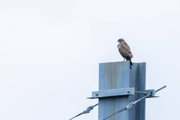 istock Common Buzzard (Buteo buteo), spotted over Baldoyle Racecourse, Dublin; common in Europe 2191307392
