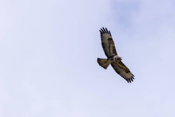 istock Common Buzzard (Buteo buteo), spotted over Baldoyle Racecourse, Dublin; common in Europe 2191307415