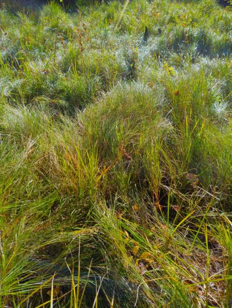 istock Green grass in the forest under the rays of the sun 2191307511