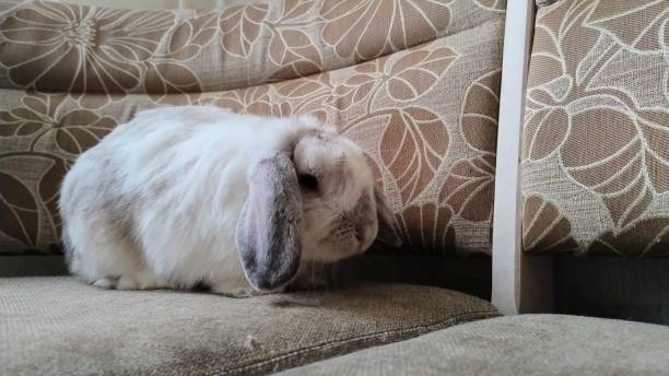 istock Domestic white and gray rabbit 2191307587