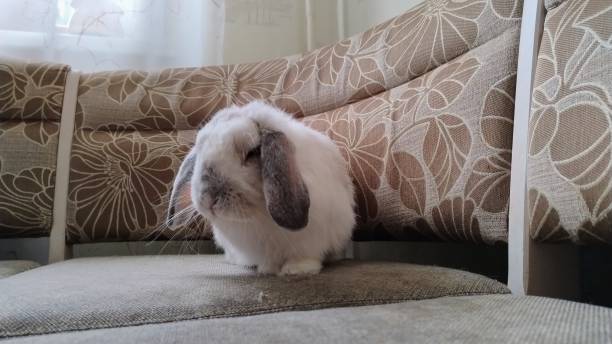 istock Domestic white and gray rabbit is sitting on the couch 2191307670