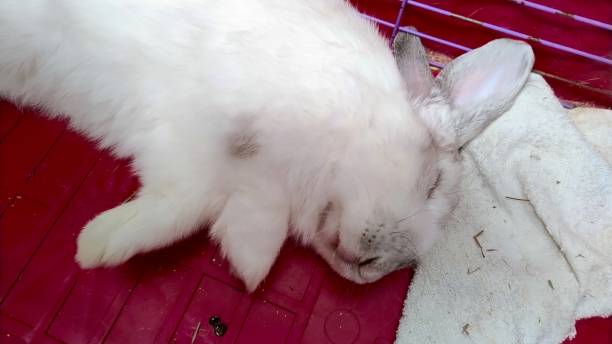 Domestic white and gray rabbit sleeps in a cage