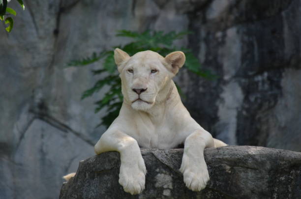 Female white lion (Panthera leo krugeri). White lions are the colour mutation of the Transvaal lion (Panthera leo krugeri), also known as the Kalahari lion.