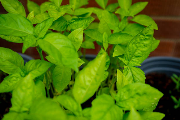 istock Close up of young basil leaves 2191308548