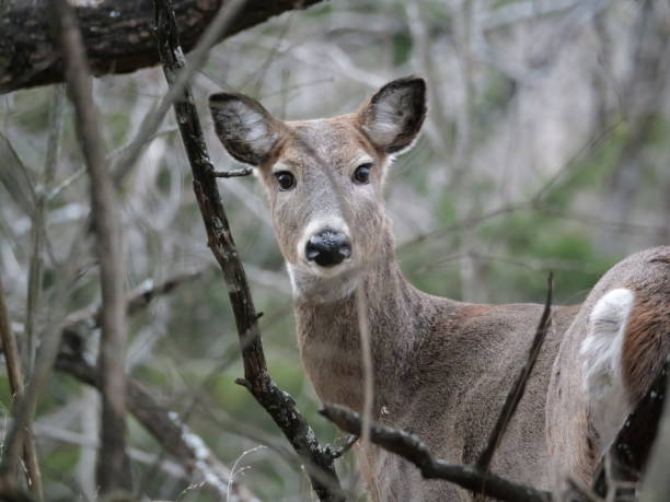 istock Whitetailed Deer on a Cold Midwestern Morning 2191311709