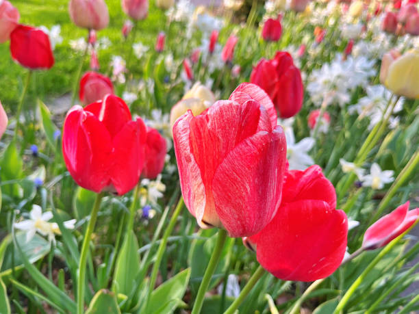 Mother’s Day and Valentine’s Day concept with tulips on red background