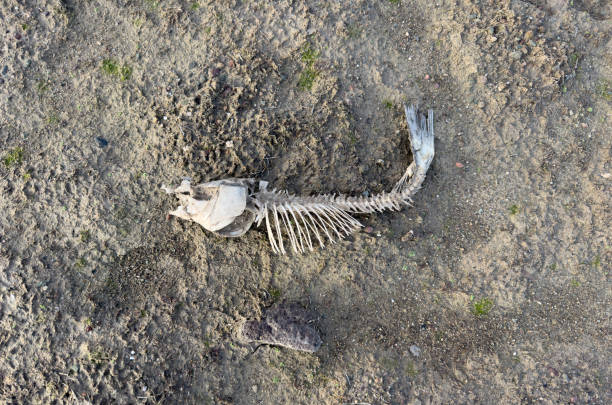 Inverted x-ray skeleton on white.