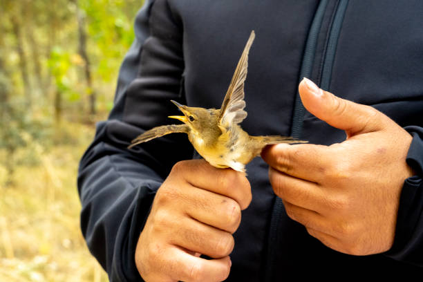 istock A scientist holds a musical gnatcatcher Phylloscopus trochilus 2191314189