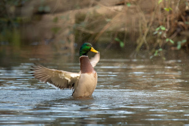 istock A duck is splashing in the water 2191317815