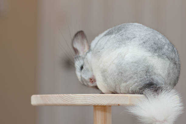 istock Chinchilla In Play 2191317978